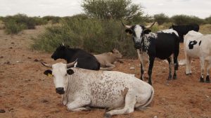 Rinder in Namibia