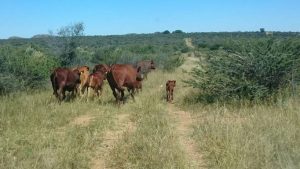 Rinder in Namibia